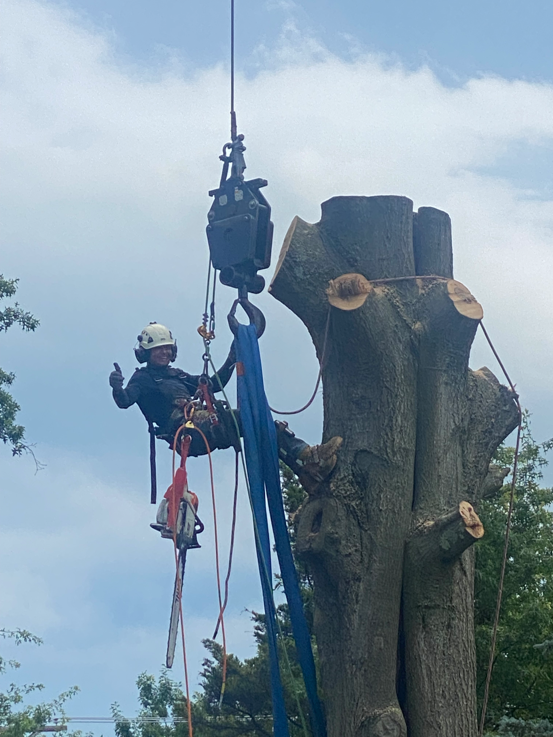 Crane assisted Tree removal
