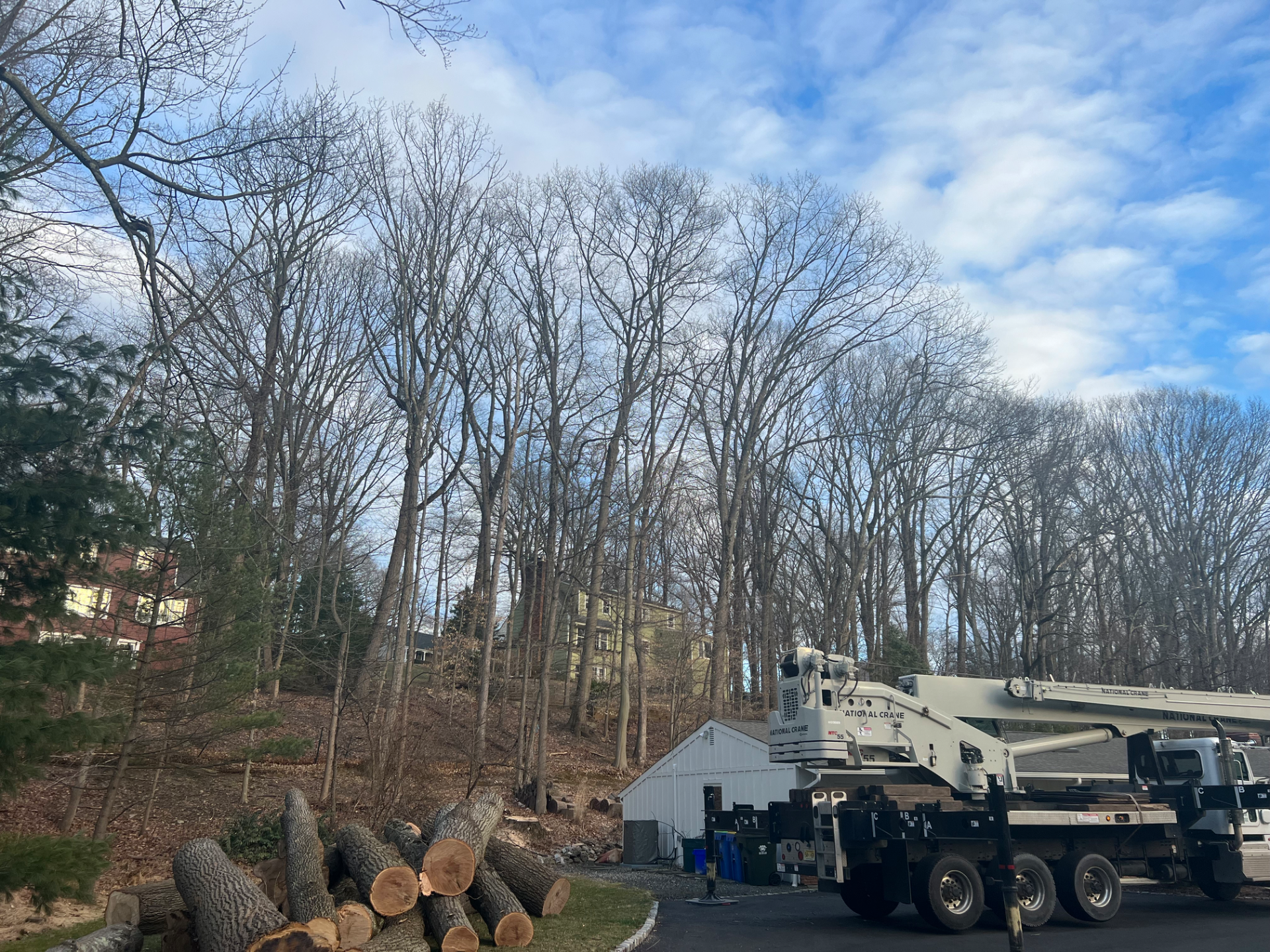 Crane assisted Tree removal