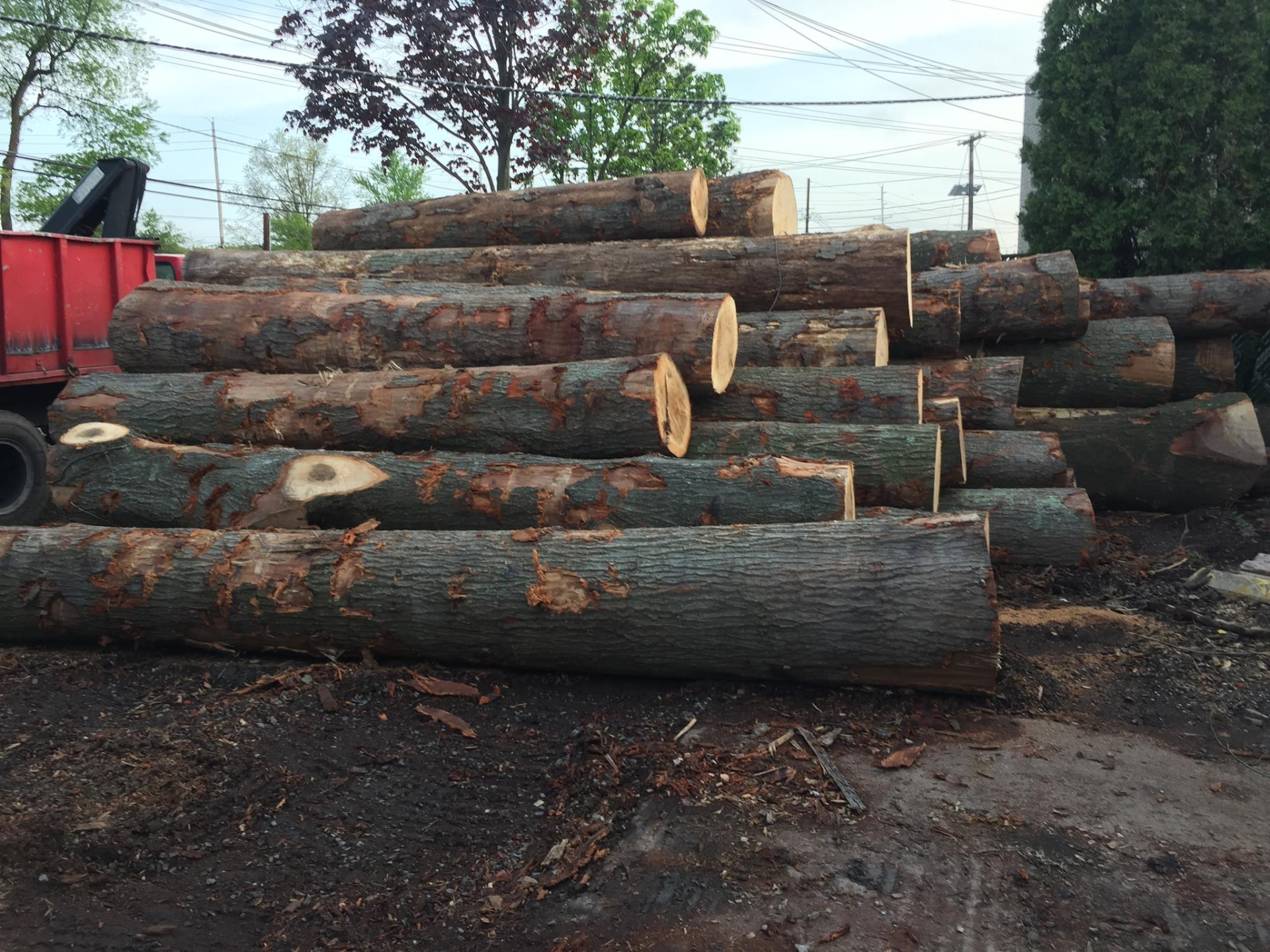 Logs from Removal